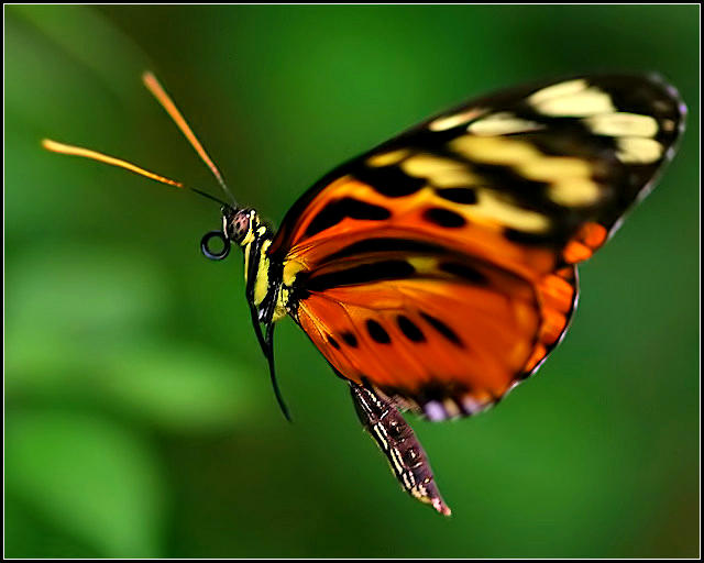 Butterfly in Flight by justinblackphotos