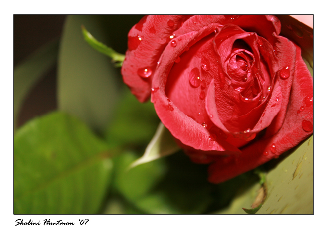 A Single Rose by bettenoir87