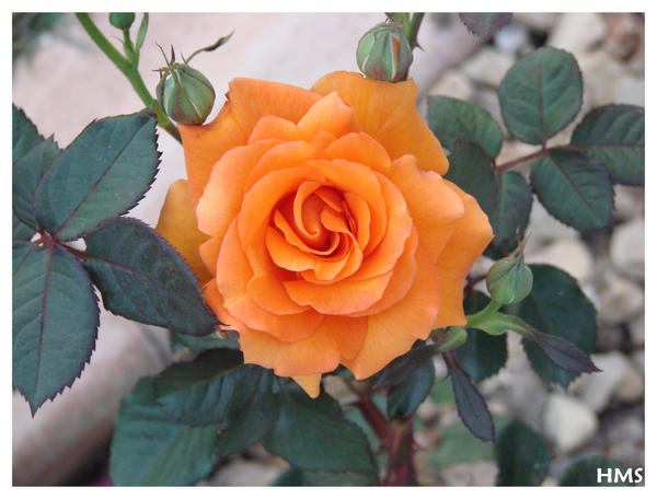 Orange Rose by Holly  Marie