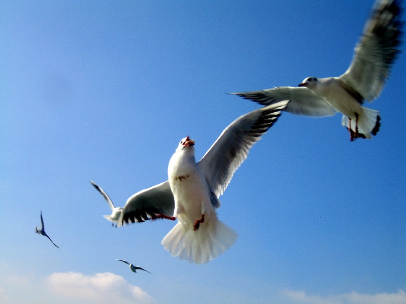 sea gull   3 by KOKTAIL