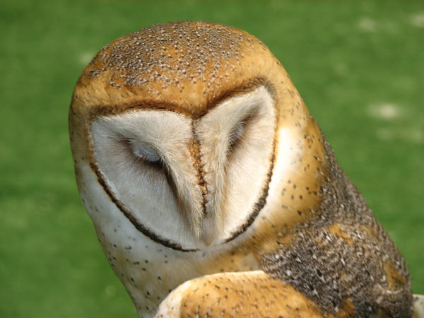 Sleek Owl by jlrockschevelle