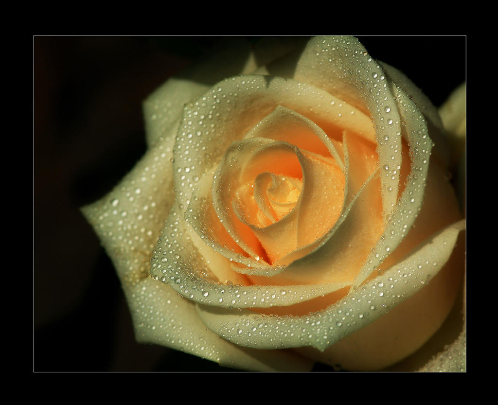 Creme Rose III by mand3rz