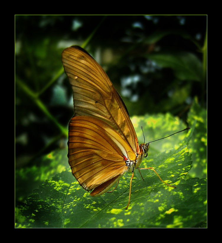 Butterfly 2 by Aville