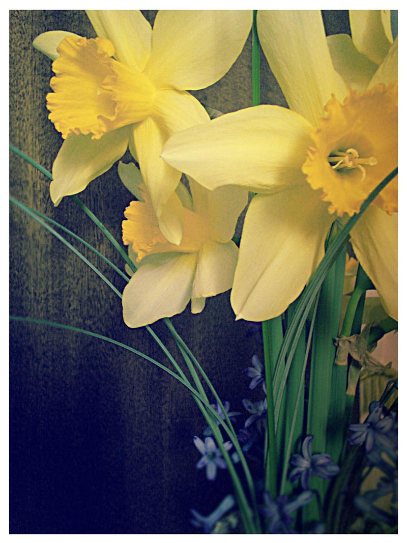 Spring flowers by SenselessTragedy