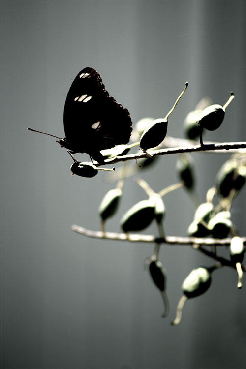 Butterfly by Genetrix205