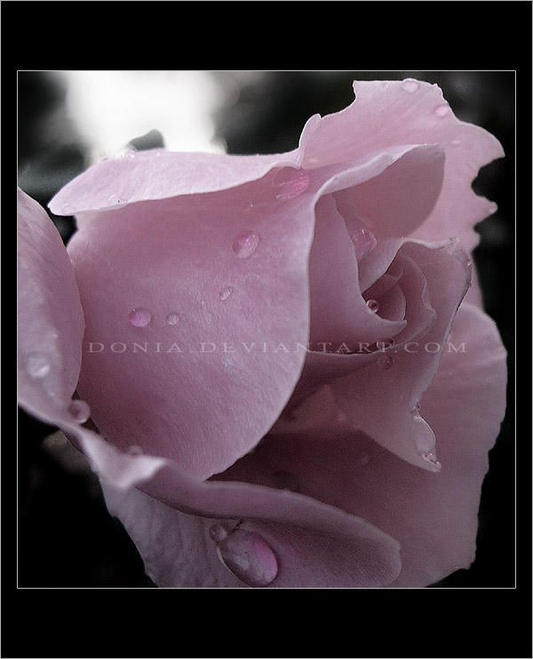 A rose by donia