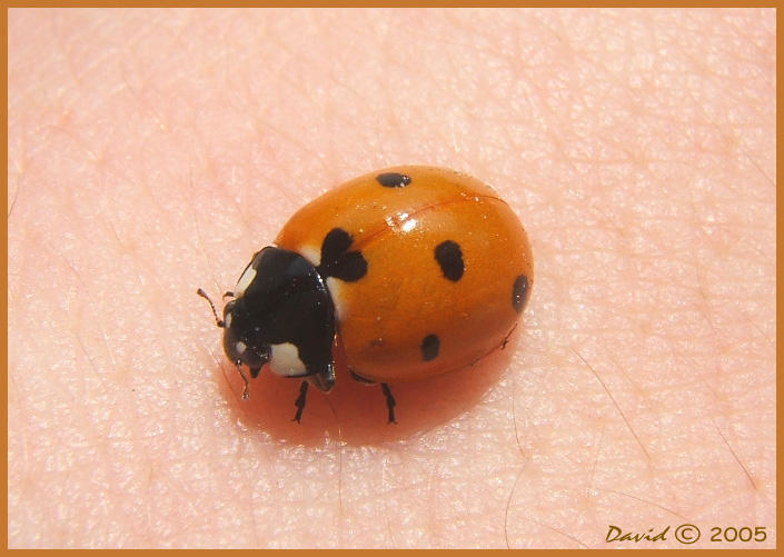 Ladybug_by_riddlen.jpg