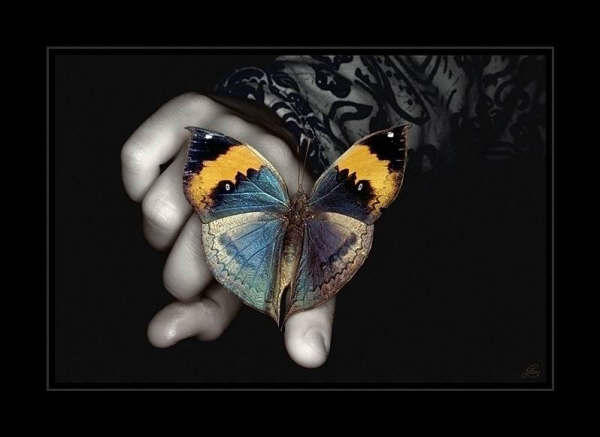 Butterfly by baljeet2506